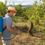 Agricultural worker spraying pesticide on fruit trees