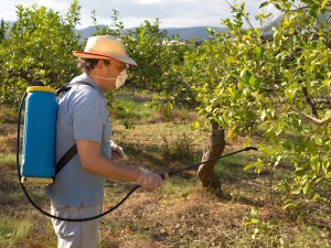 Landarbeiter besprüht Obstbäume mit Pestiziden